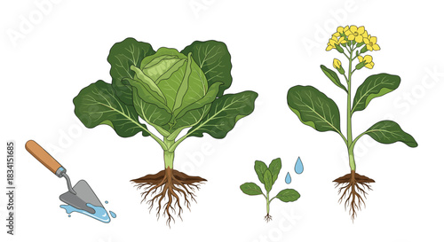 Botanical illustration showing the life cycle of a cabbage plant from a small seedling to a mature head and a flowering stalk.