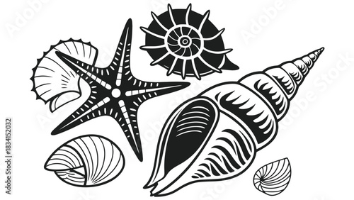 Seashells starfish vector illustration marine life artwork