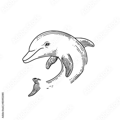 Detailed line art illustration of a dolphin showing its fin and eye in a monochrome drawing style