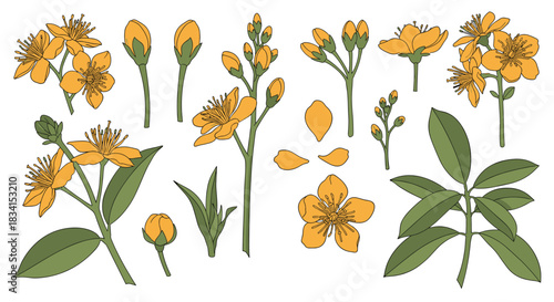 Detailed botanical illustration set of St John's wort showing yellow flowers buds stems and green leaves in various stages.