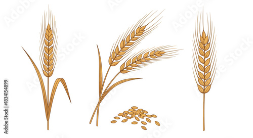 Detailed botanical illustration set showing golden wheat stalks ripe ears and a small pile of individual wheat grains.