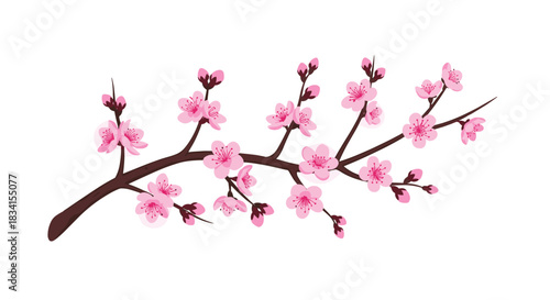 Elegant illustration of a single cherry blossom branch with delicate pink sakura flowers and buds on a white background.