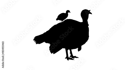 Silhouette of a turkey with a smaller bird perched on its back side