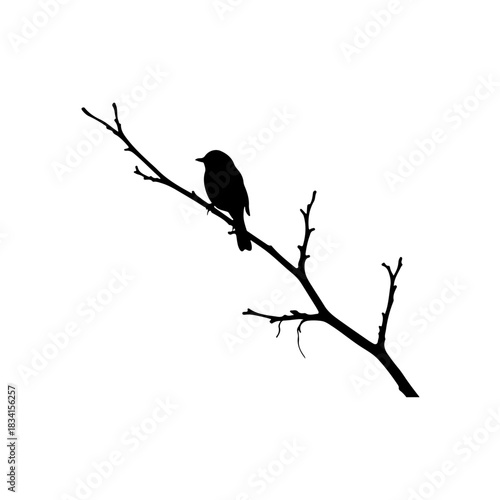 Bird on a branch silhouette isolated on transparent background