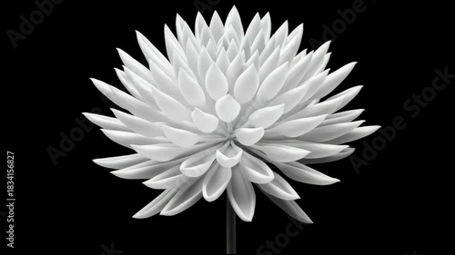 White flower bloom with layered petals and bud on black background showcasing elegant botanical nature in monochrome plant beauty and texture