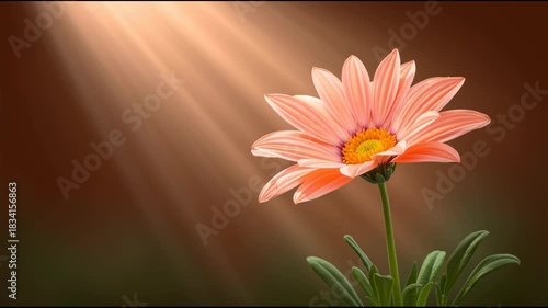 Soft sunlight illuminates delicate peach flower bloom with green leaves, radiant orange and pink flowers in natures warm peaceful atmosphere