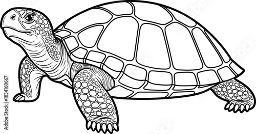Detailed black and white illustration of a tortoise on a white background