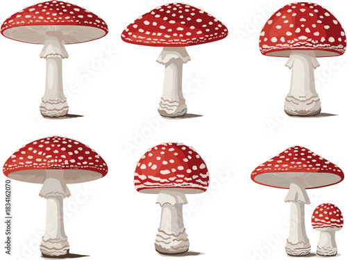 Amanita muscaria mushrooms, fly agaric, red caps, white spots, forest fungi, botanical illustration, toxic mushroom, nature art, wild species, mycology design