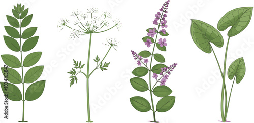 Botanical plant illustration, leaf diversity, flower cluster, herbal drawing, nature study, plant morphology, green stems, educational art, foliage types, garden species