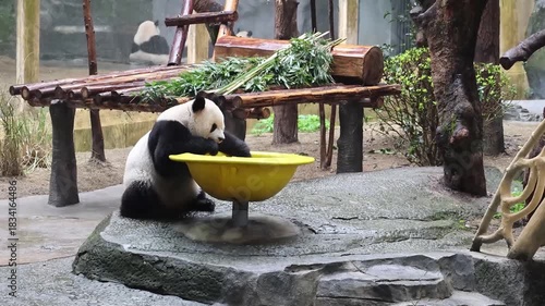 Close up Fluffy panda, Yu Ai, sitting on the Yellow Moving Bowl, Chongqing, China