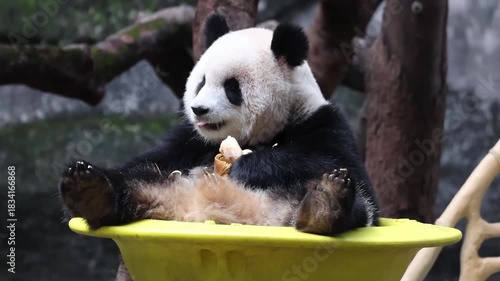 Close up Fluffy panda, Yu Ai, sitting on the Yellow Moving Bowl, Chongqing, China