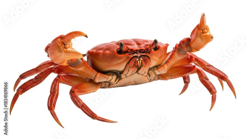 Red rock crab PNG isolated on transparent background, marine life crustacean with claws and legs for seafood concepts