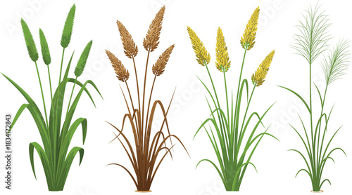 Wild grass and cereal plants vector illustration set showing wheat barley and decorative meadow vegetation