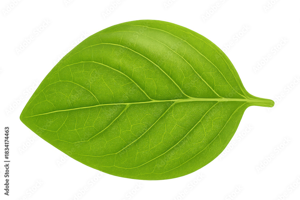 Obraz premium Fresh green basil leaf isolated on transparent background illustrating healthy cooking and natural organic ingredients