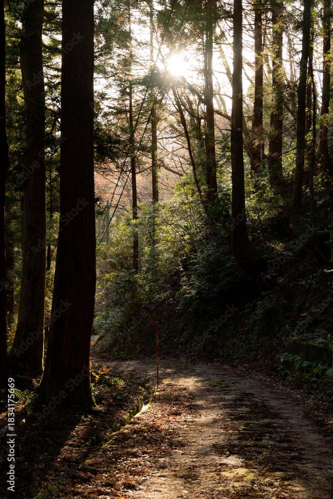 Obraz premium Sunlit Forest Road at Sunset