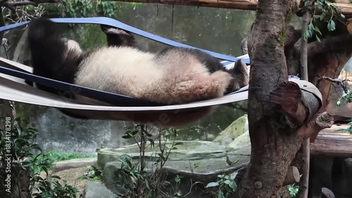 Happy Panda Playing on the colorful Hammock