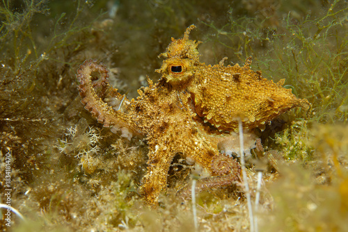 Reef Illusion: The Octopus vulgaris (Common Octopus) disappears into the sandy, algae-covered seabed, demonstrating perfect golden-brown camouflage
