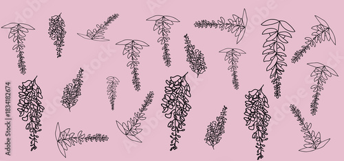 Wisteria flower sketch, cascading blossom cluster, botanical line art, elegant foliage detail, cad drawing, flat vector illustration, black outline, vector illustration.