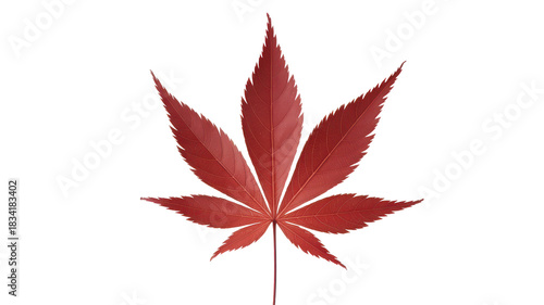 Single vibrant red maple leaf against a stark transparent background