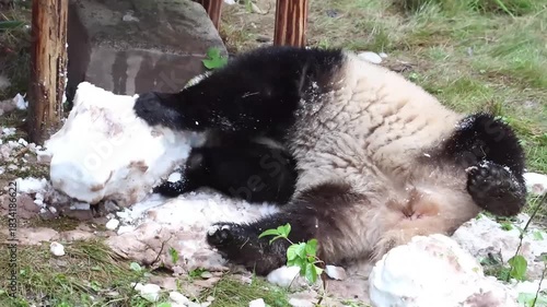 Happy Panda, San Mei aka Summer, Playing snow on the yard, Chongqing, China