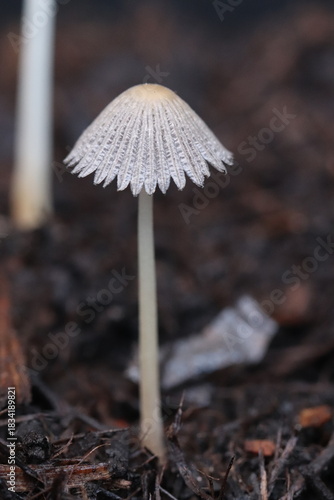 Champignon