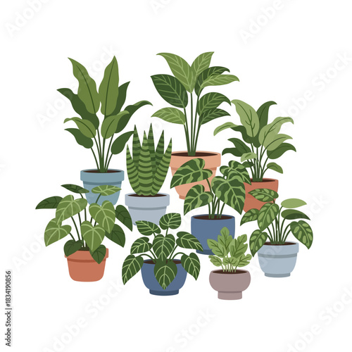 A beautiful collection of various indoor houseplants in colorful pots.