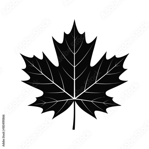 Maple leaf against  black silhouette art vector design on a white background 