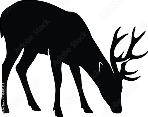 Grazing Deer Silhouette – Antlered Buck Eating Grass Wildlife Vector Illustration Isolated on Transparent Background