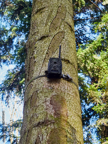 Wildlife Trail Camera Attached to a Tree Trunk in the Forest