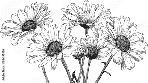 Daisy flowers sketch hand drawn bouquet with detailed petals and stems. Vector illustration