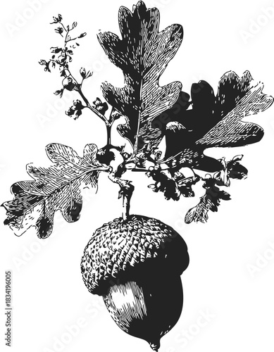 Acorn with oak leaves sketch, hand drawn botanical branch. Vector illustration