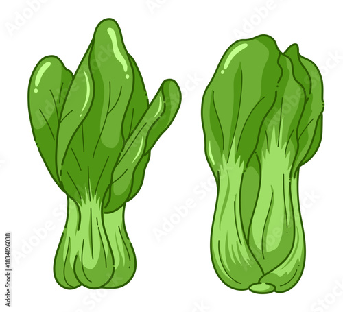 Editable Vector Illustration of bok choy (pakcoy) with a white background. Perfect for food packaging, healthy eating designs, restaurant menus, organic product labels, recipe Design.