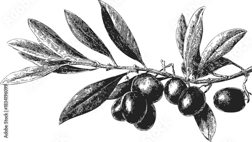 Olive branch sketch hand drawn with leaves and ripe olives. Vector illustration