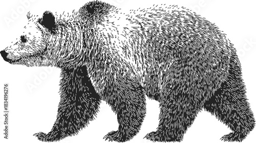 Bear sketch hand drawn side view detailed fur walking pose. Vector illustration