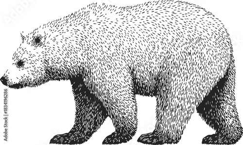 Bear sketch hand drawn side view detailed fur texture. Vector illustration