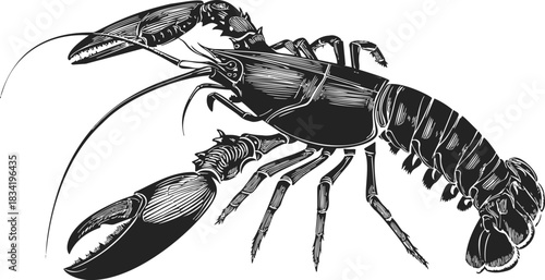 Lobster sketch hand drawn detailed black and white illustration. Vector illustration