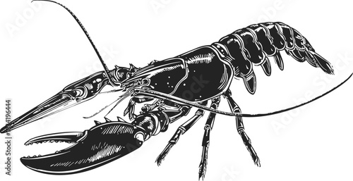 Lobster sketch hand drawn detailed crustacean with large claws and segmented tail. Vector illustration