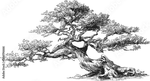 Bonsai tree sketch, hand drawn style with twisted trunk and detailed foliage. Vector illustration