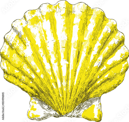 Yellow scallop shell sketch, hand drawn detailed seashell illustration. Vector illustration