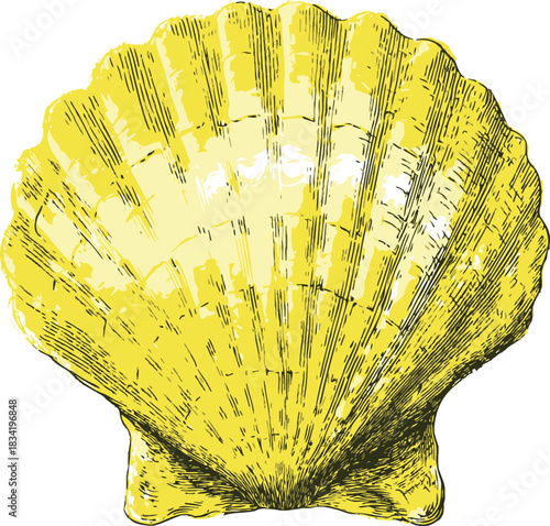 Yellow scallop seashell sketch, hand drawn style with detailed lines. Vector illustration