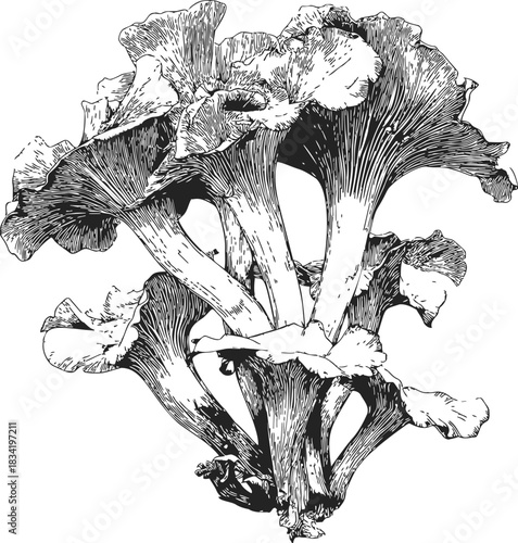 Chanterelle mushrooms sketch hand drawn cluster with wavy caps and ridged stems. Vector illustration