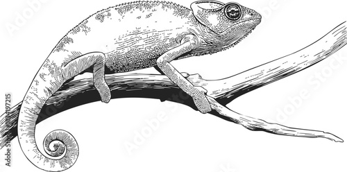 Chameleon sketch hand drawn on tree branch, detailed reptile side view. Vector illustration