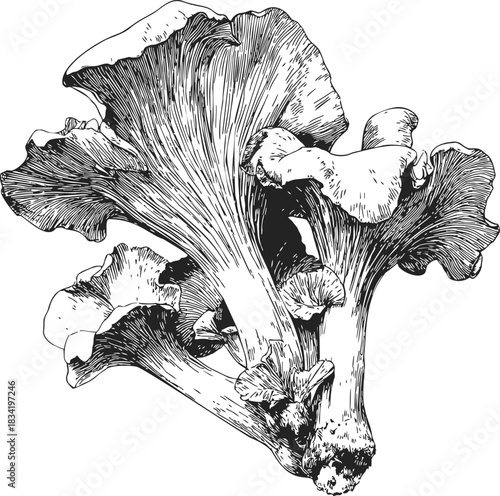 Chanterelle mushrooms sketch, hand drawn cluster with detailed lines. Vector illustration