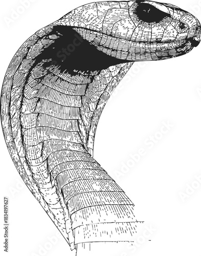 Cobra head sketch, hand drawn detailed reptile portrait with hood extended. Vector illustration