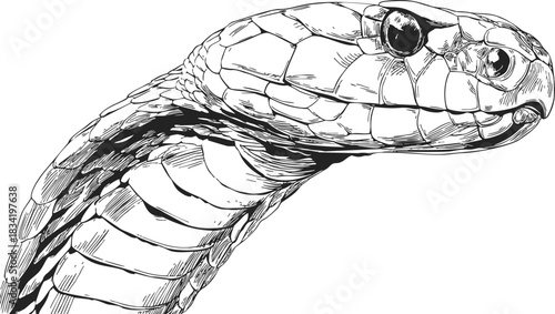 Snake head sketch hand drawn detailed reptile close up. Vector illustration