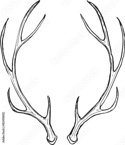 Deer antlers sketch, hand drawn vector, isolated symmetrical antler pair. Vector illustration