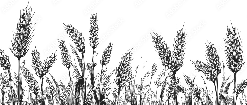 Obraz premium Wheat field sketch, hand drawn style with detailed ears and stems. Vector illustration
