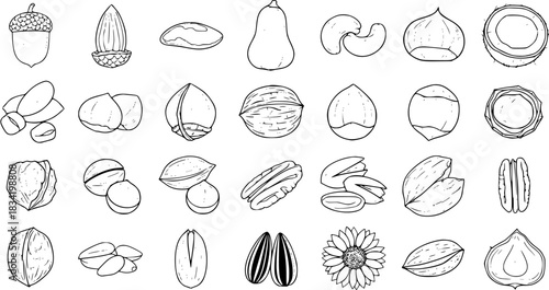 Assorted Nuts  Seeds Line Art Illustration: Acorn, Almond, Brazil, Butternut, Cashew, Chestnut, Coconut, Hazelnut, Macadamia, Pecan, Pistachio, Sunflower Seeds