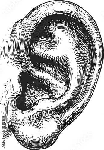 Ear sketch hand drawn detailed anatomy with textured lines. Vector illustration