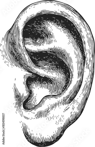 Ear sketch hand drawn detailed human anatomy with textured lines. Vector illustration